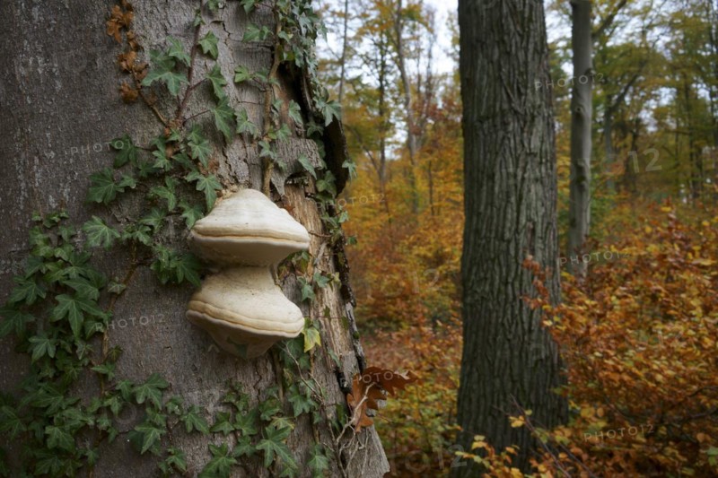 Common beech