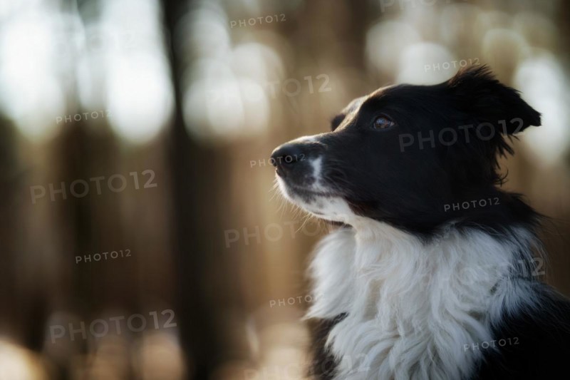 A Border Collie dog poses and shows various tricks in a somewhat wintery setting. Little snow