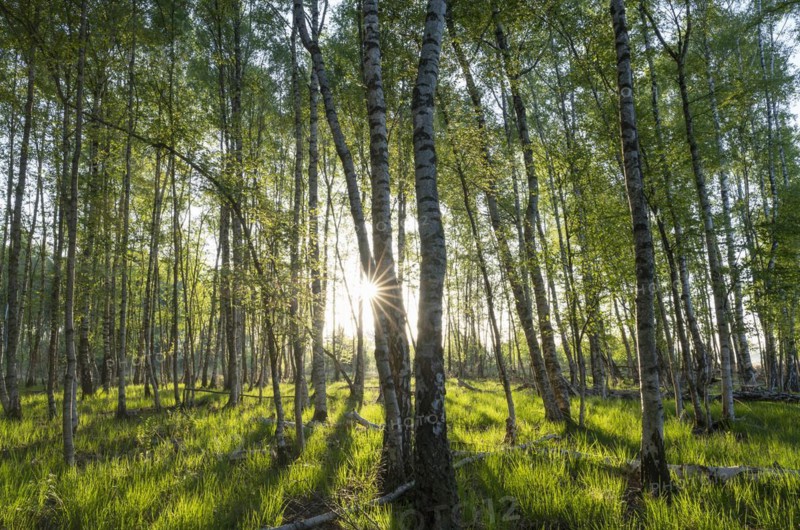 Bog birch