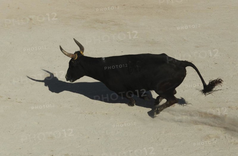 Bullfight in the arena of Saintes-Maries-de-la-Mer