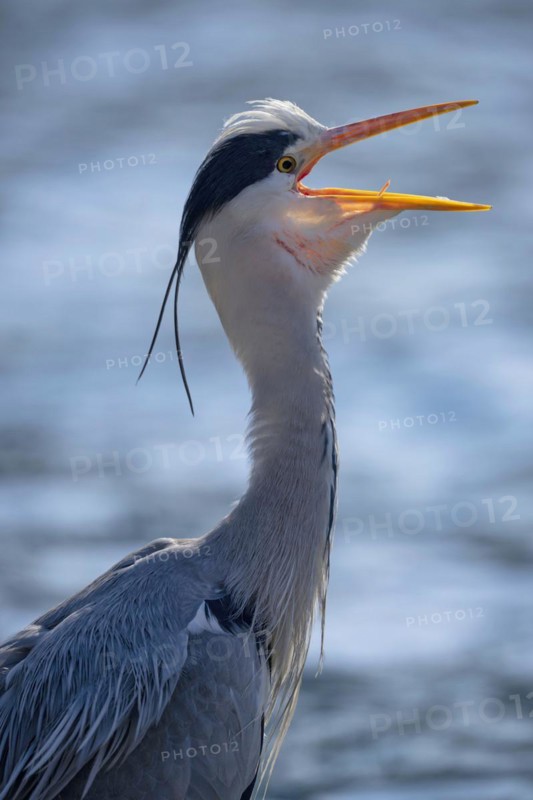 Grey heron