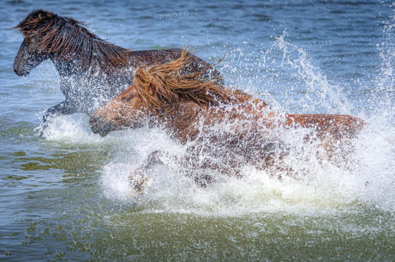 Two horses splashing in the water. Dornod Province. Mongolia