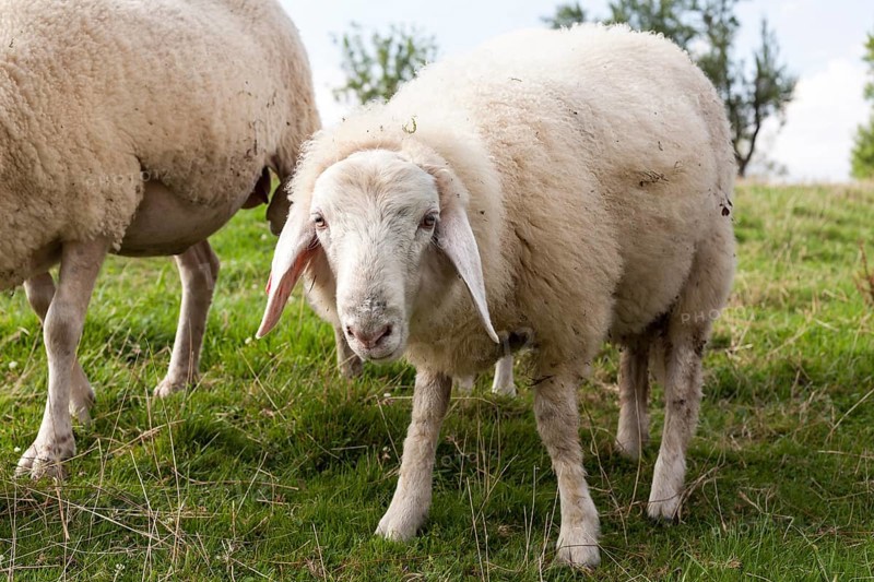 Wild sheep