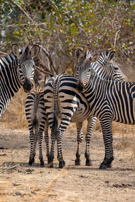 Plains Zebra of the subspecies crawshay's zebra