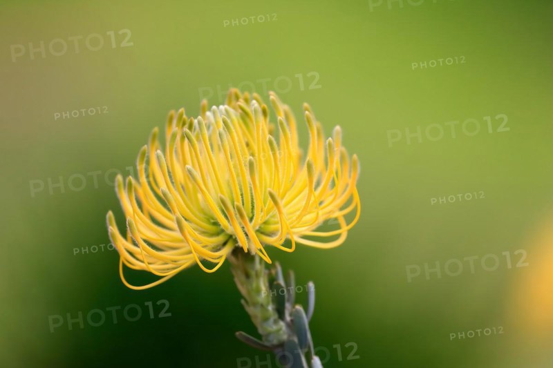 Pincushion Protea