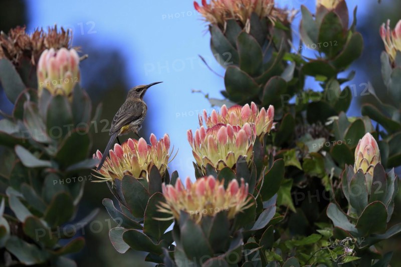 Protea aristata