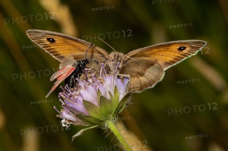 Large bulls eye butterfly with open wings sitting on purple flower sucking looking from the front