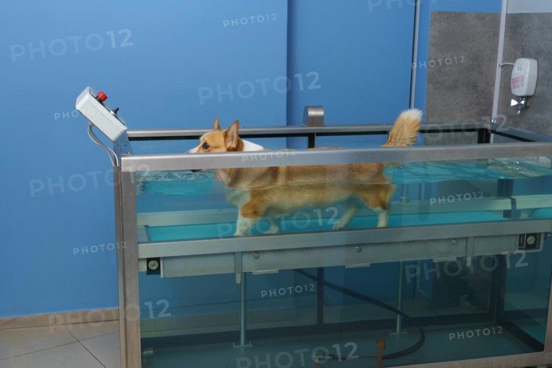 Dog rehabilitation on a water treadmill. animal health
