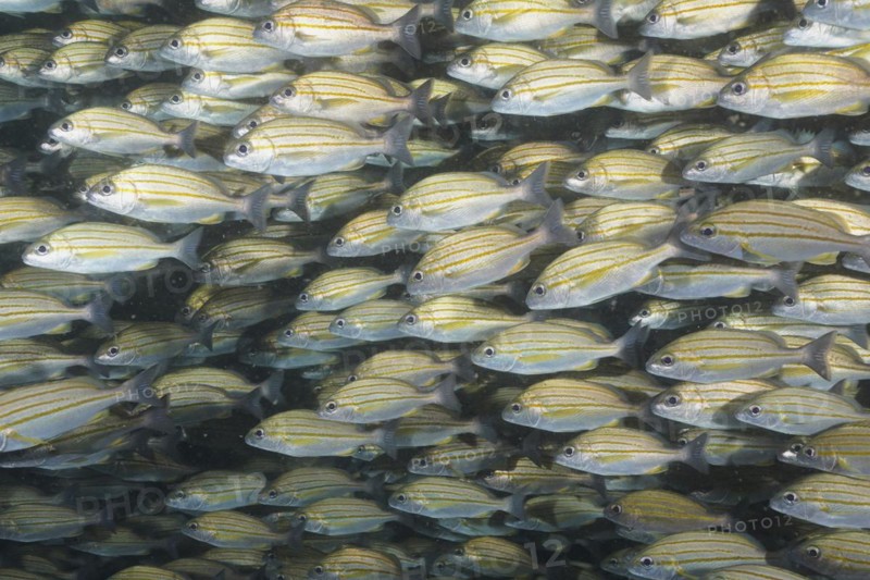 Striped grunt