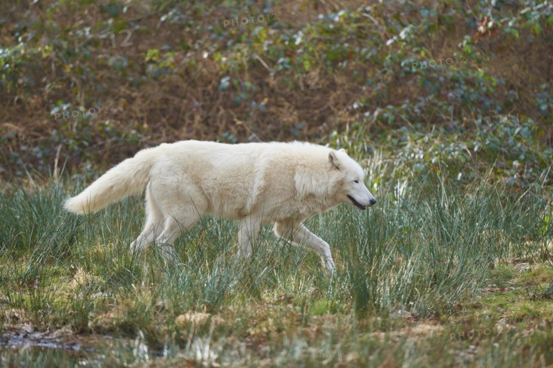 Alaskan tundra wolf