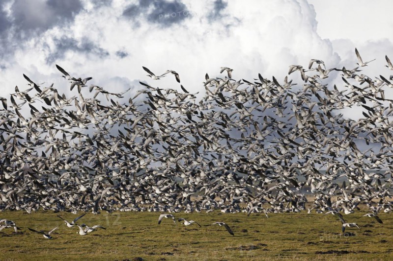 Barnacle Geese