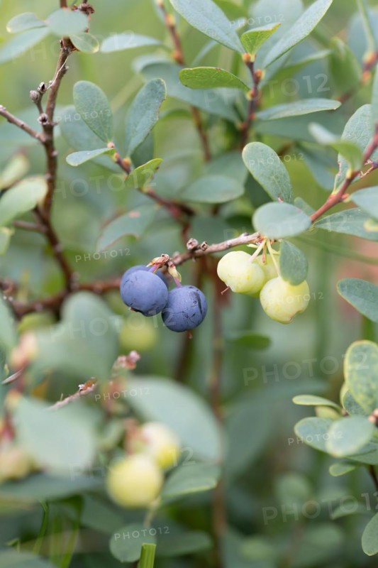 Bog bilberry