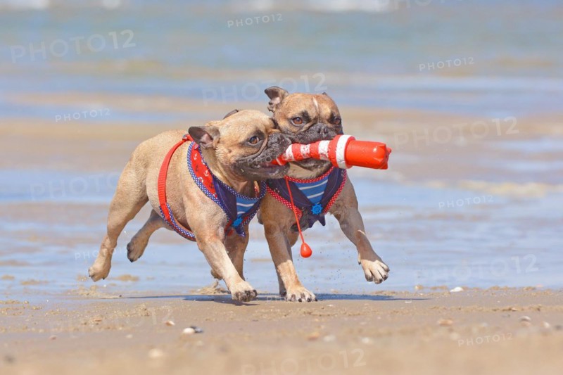 Two French Bulldog dogs on vacations playing fetch with a maritime dog toy at beach on island Texel