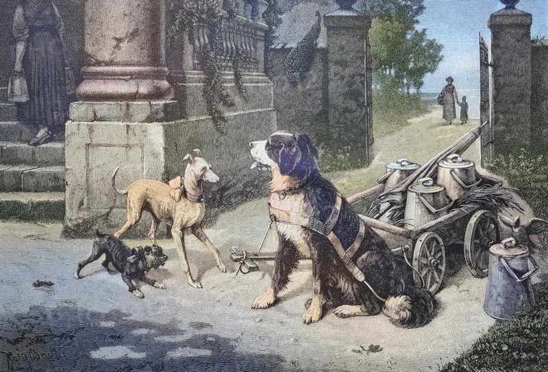 Dog as a draught animal for a cart with milk churns