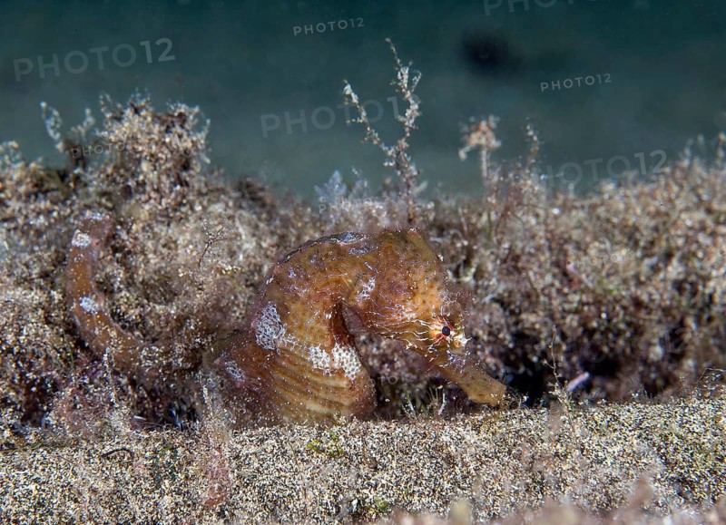 Short-snouted seahorse