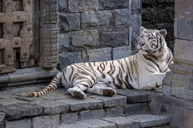 White tiger