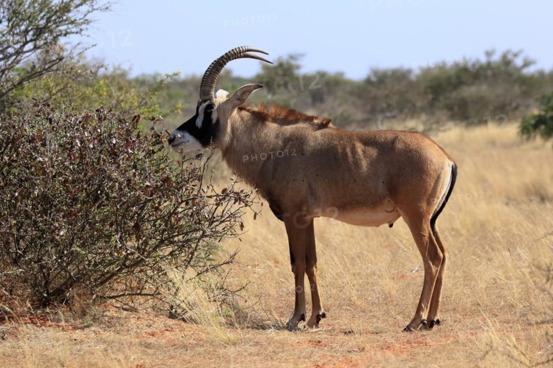 Roan antelope