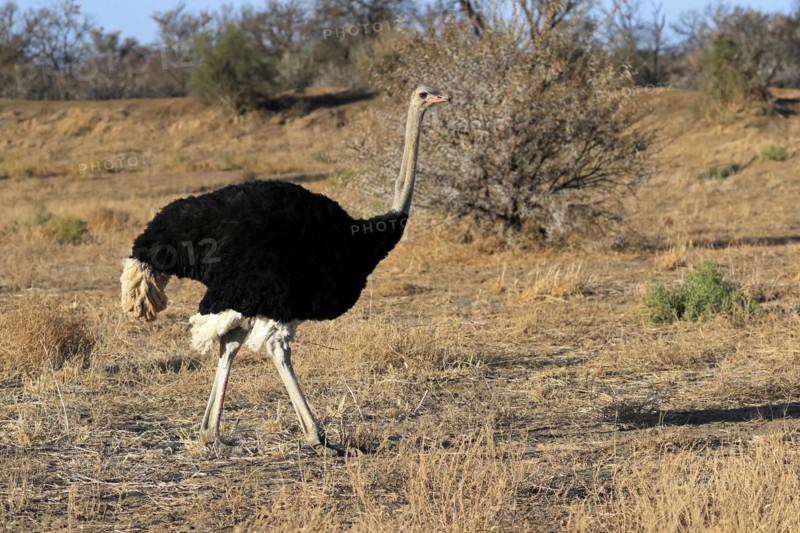 South African ostrich