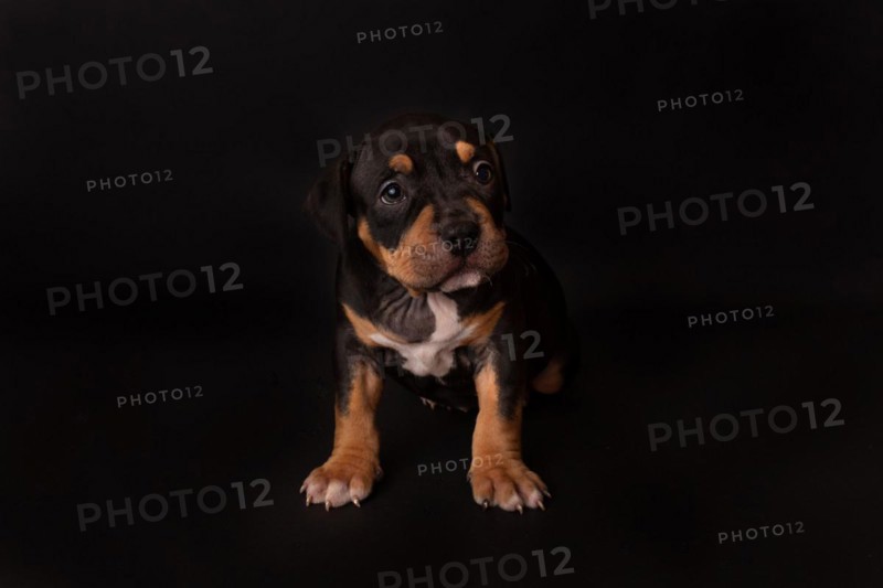 Puppy American Pit Bull Terrier sit on black background in studio