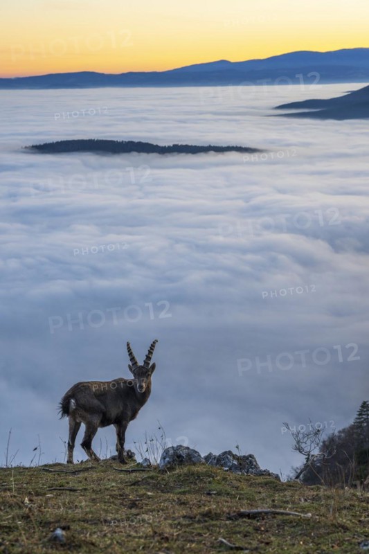 Alpine ibex