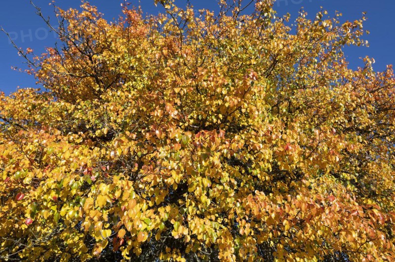 European pear