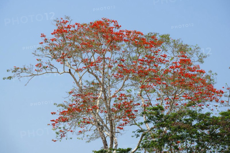 Pink Ipe Tree