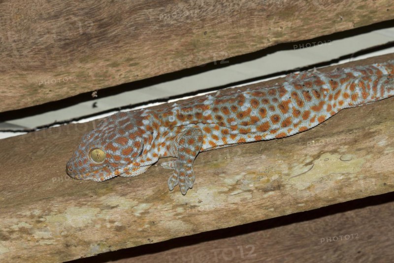 Tokay Gecko