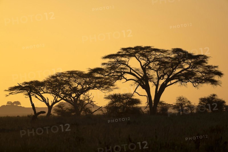 Umbrella thorn acacias