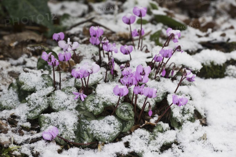 Cyclamen in the snow