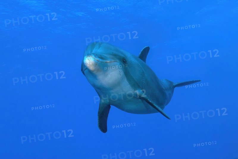 Dolphin Bottlenose dolphin