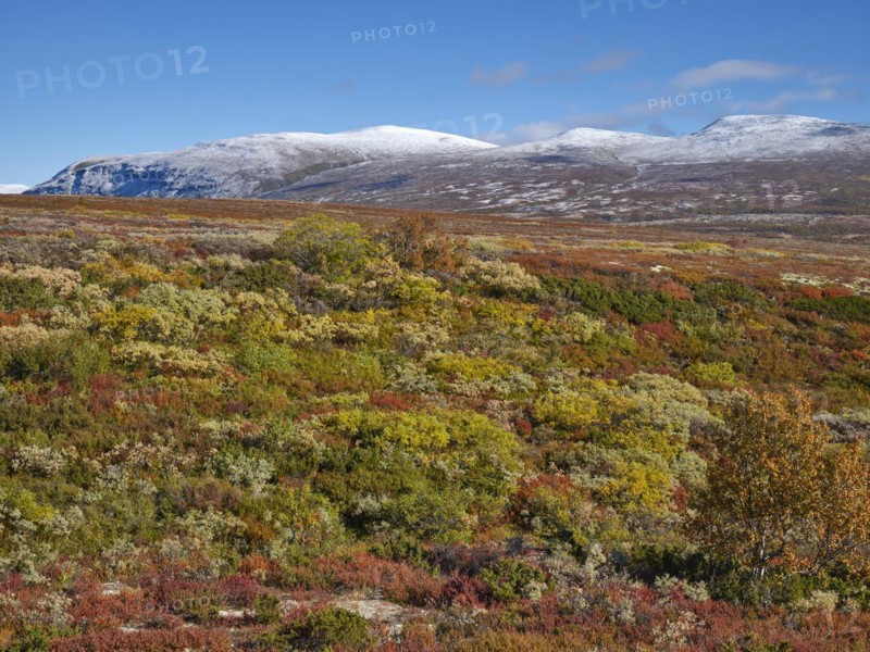 Dovrefjell National Park in autumn