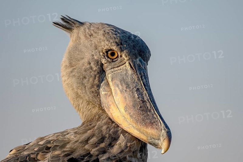 Shoebill