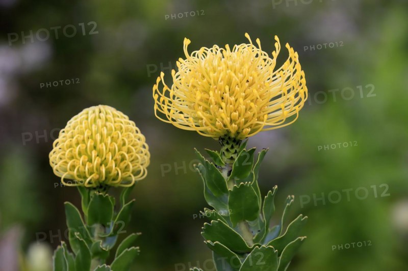 Pincushion Protea
