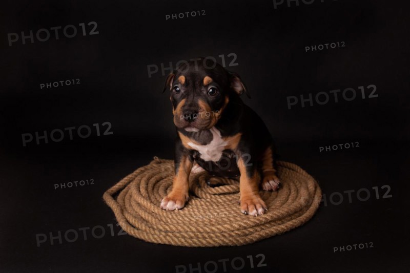 Puppy American Pit Bull Terrier sitt on a jute cord on black background in studio