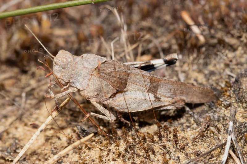 Blue-winged Grasshopper sitting on sandy soil between brown stalks left sighted