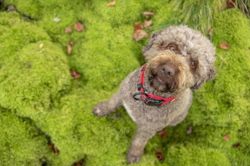 Lagotto Romagnolo outdoor