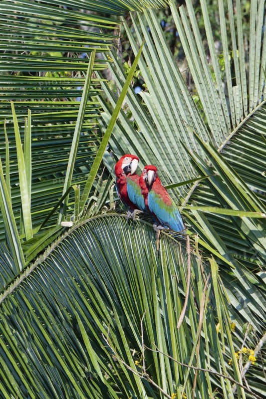 Red-and-green Macaws