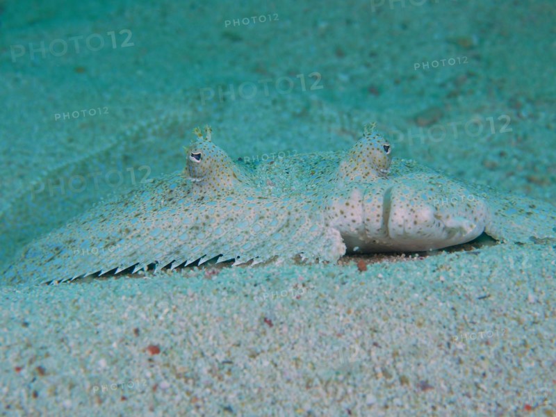Portrait of peacock flounder