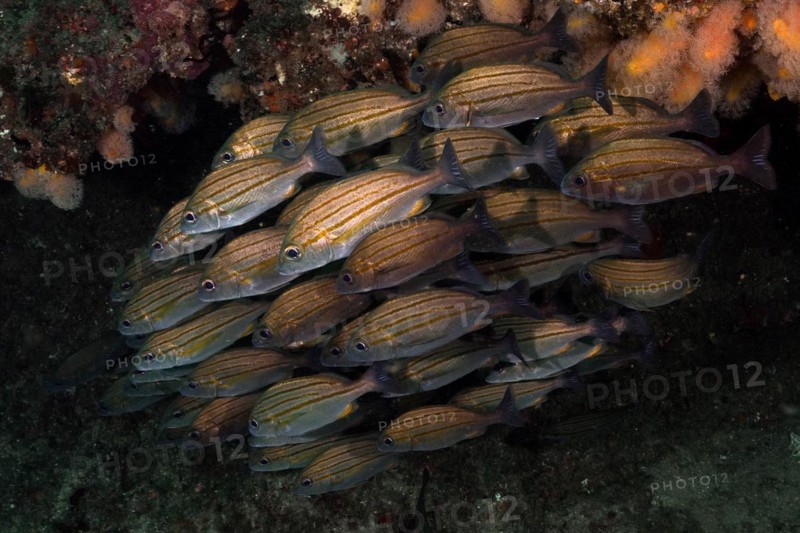 Striped grunt