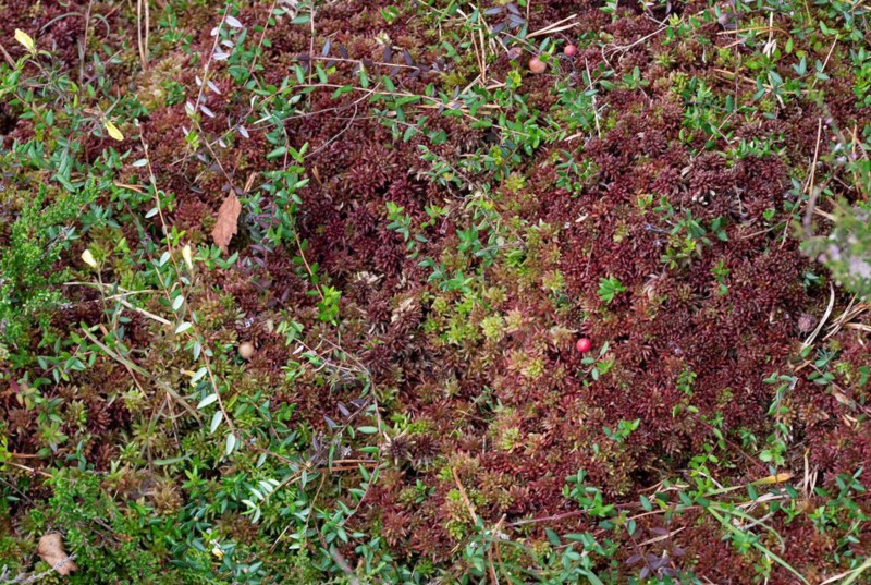 Small cranberry