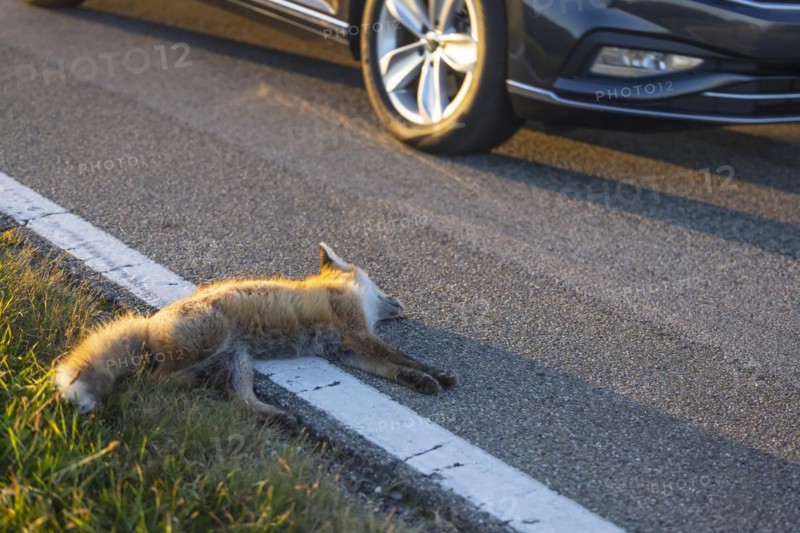 Dead fox