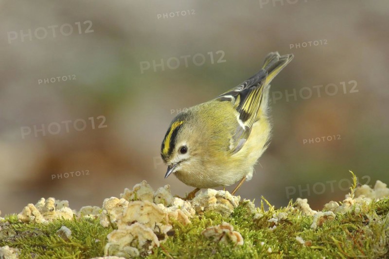 Winter Goldcrest