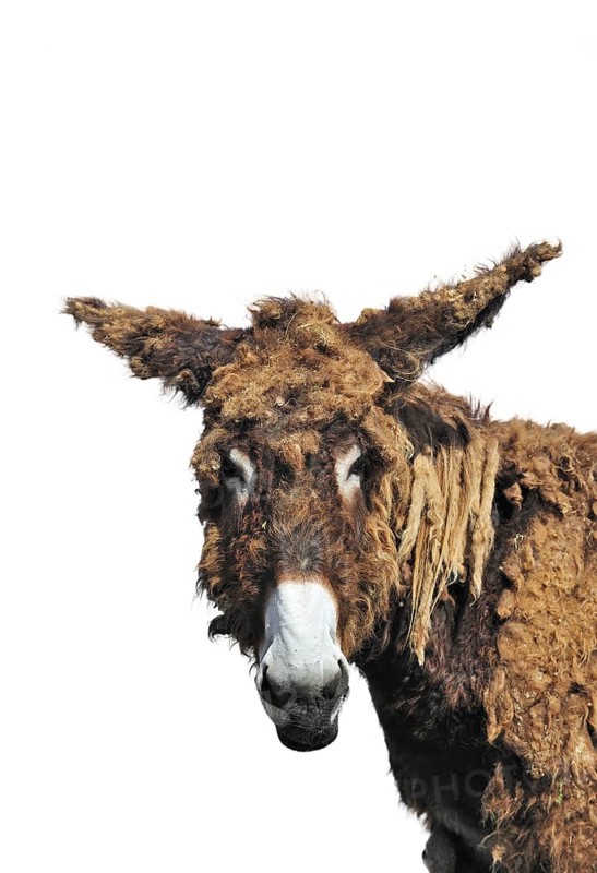 Close-up portrait of Poitou donkey