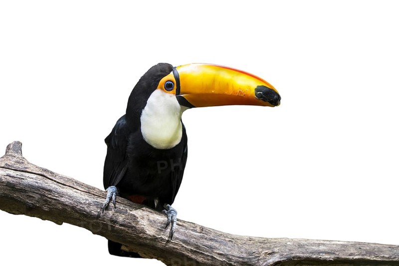 Toco toucan