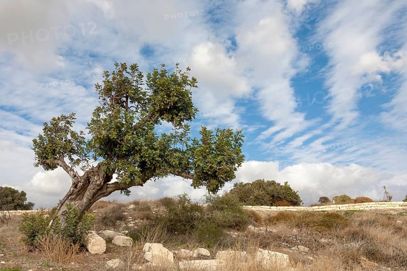 Landscape with holm oak