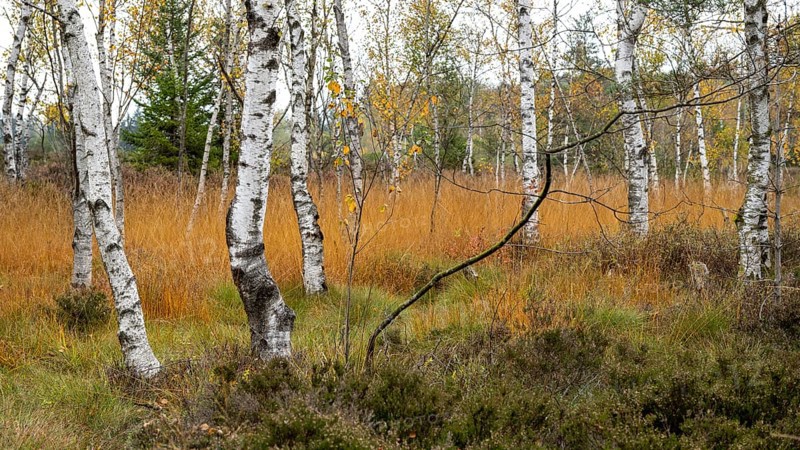 Autumn in the Kendlmuehlfilzen high moor