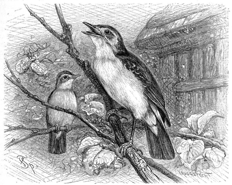 Bird