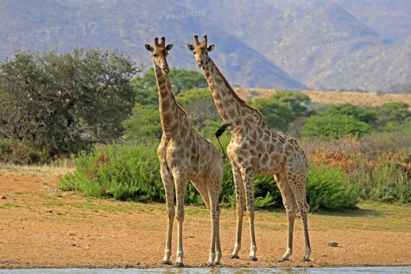 Southern giraffe