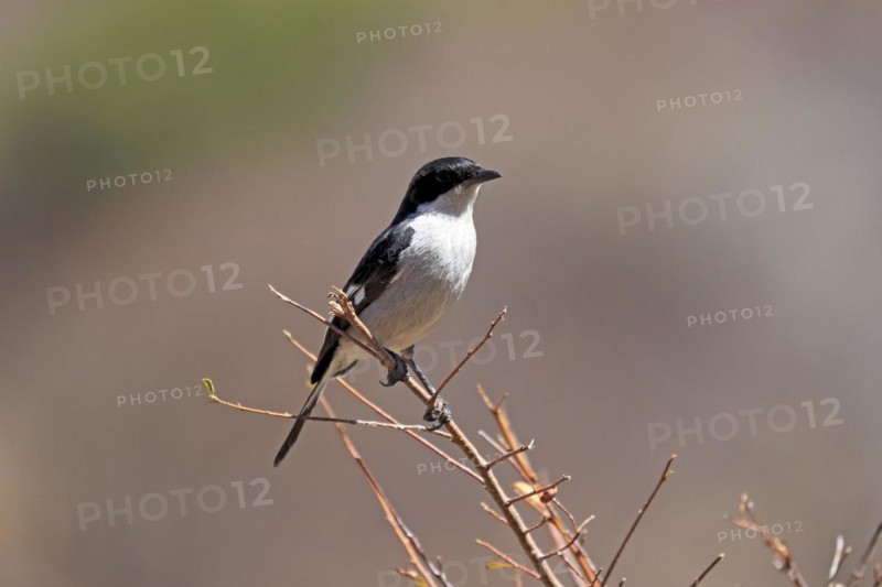 Shrike Flycatcher