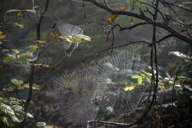 Spider webs wetted by dew